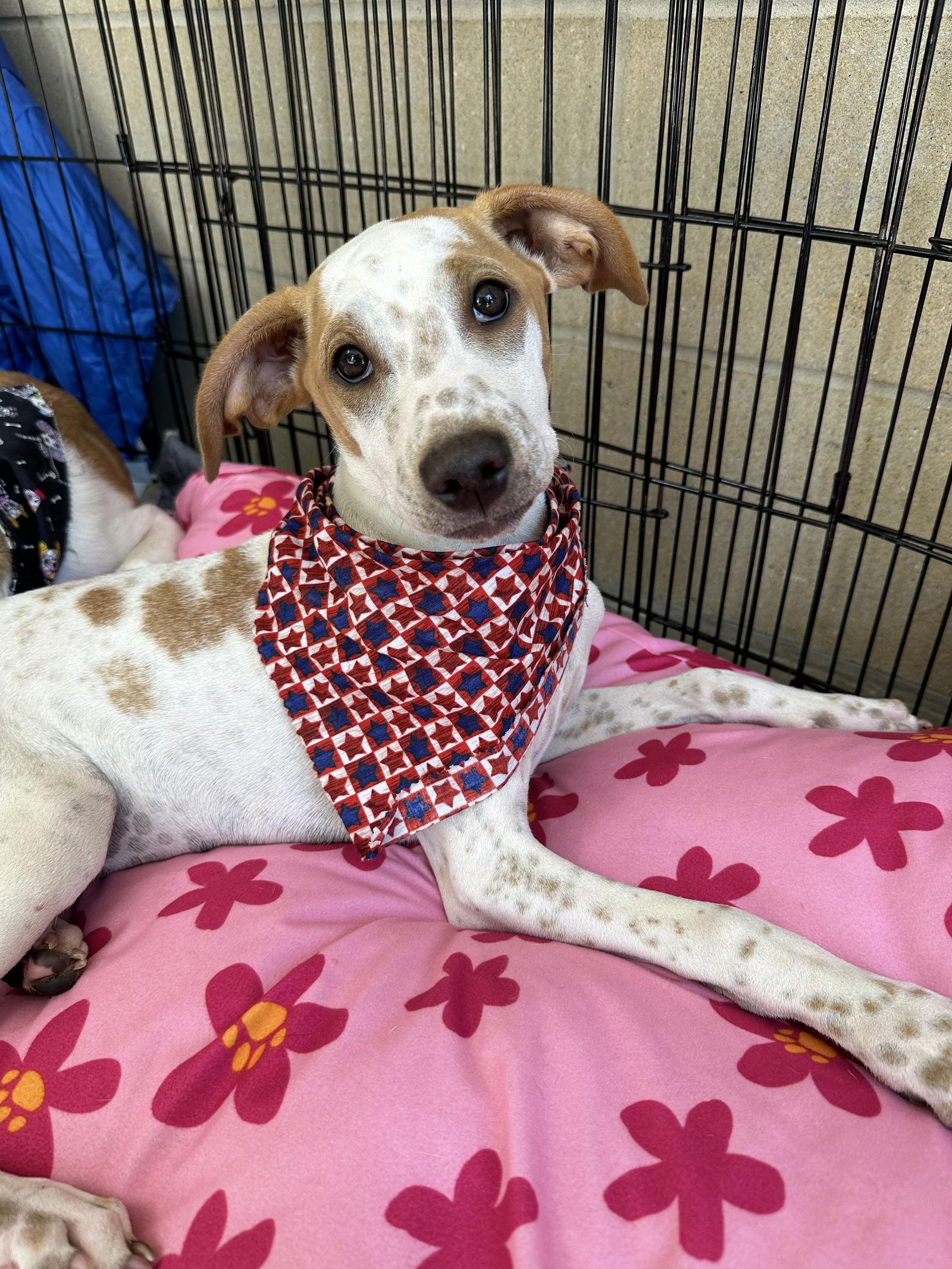 Enlarge Luc, a Adoptable Terrier in Ball Ground, GA image 1/2