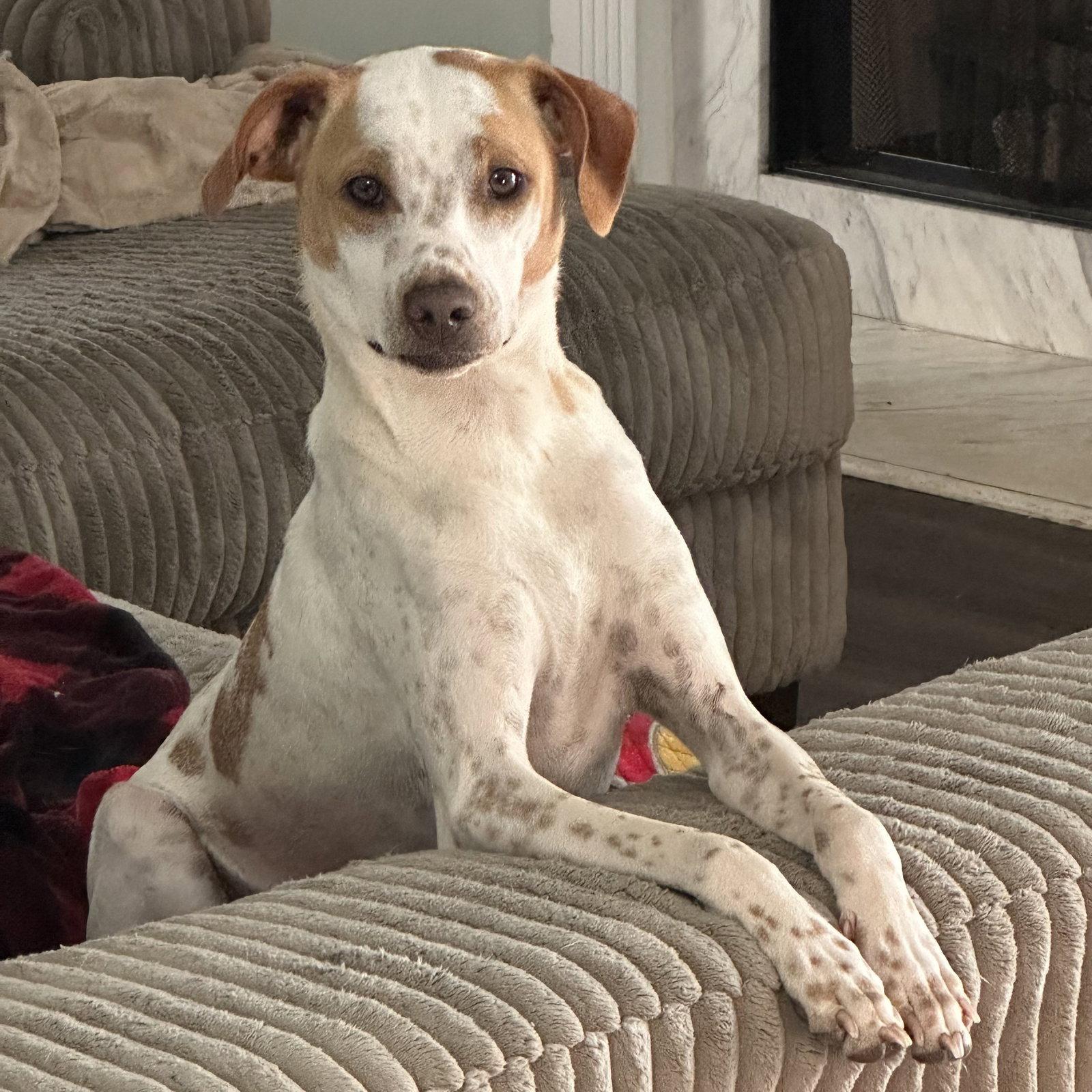 Enlarge Luc, a Adoptable Terrier in Ball Ground, GA image 2/3