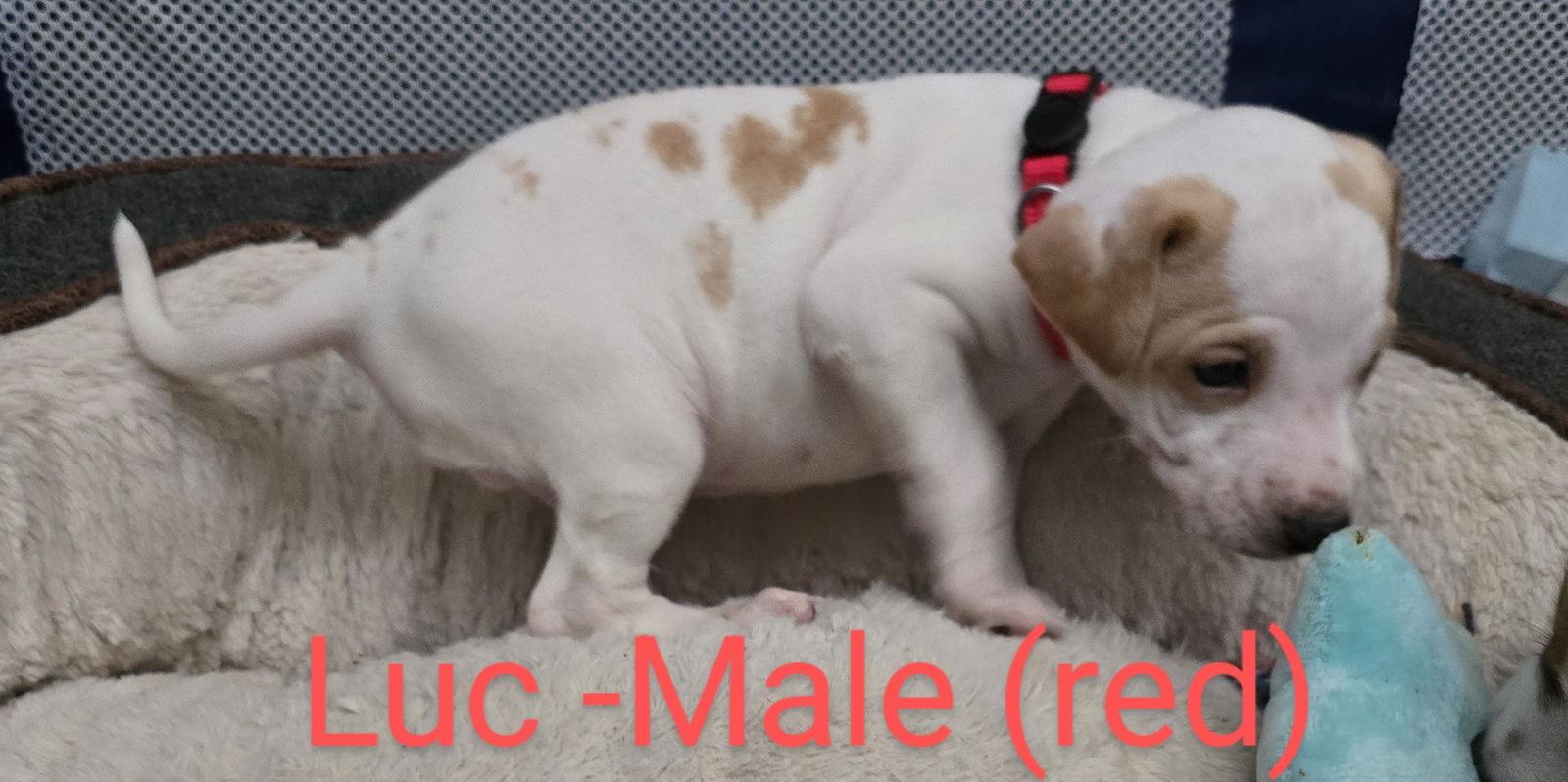 Enlarge Luc, a Adoptable Terrier in Ball Ground, GA image 2/2