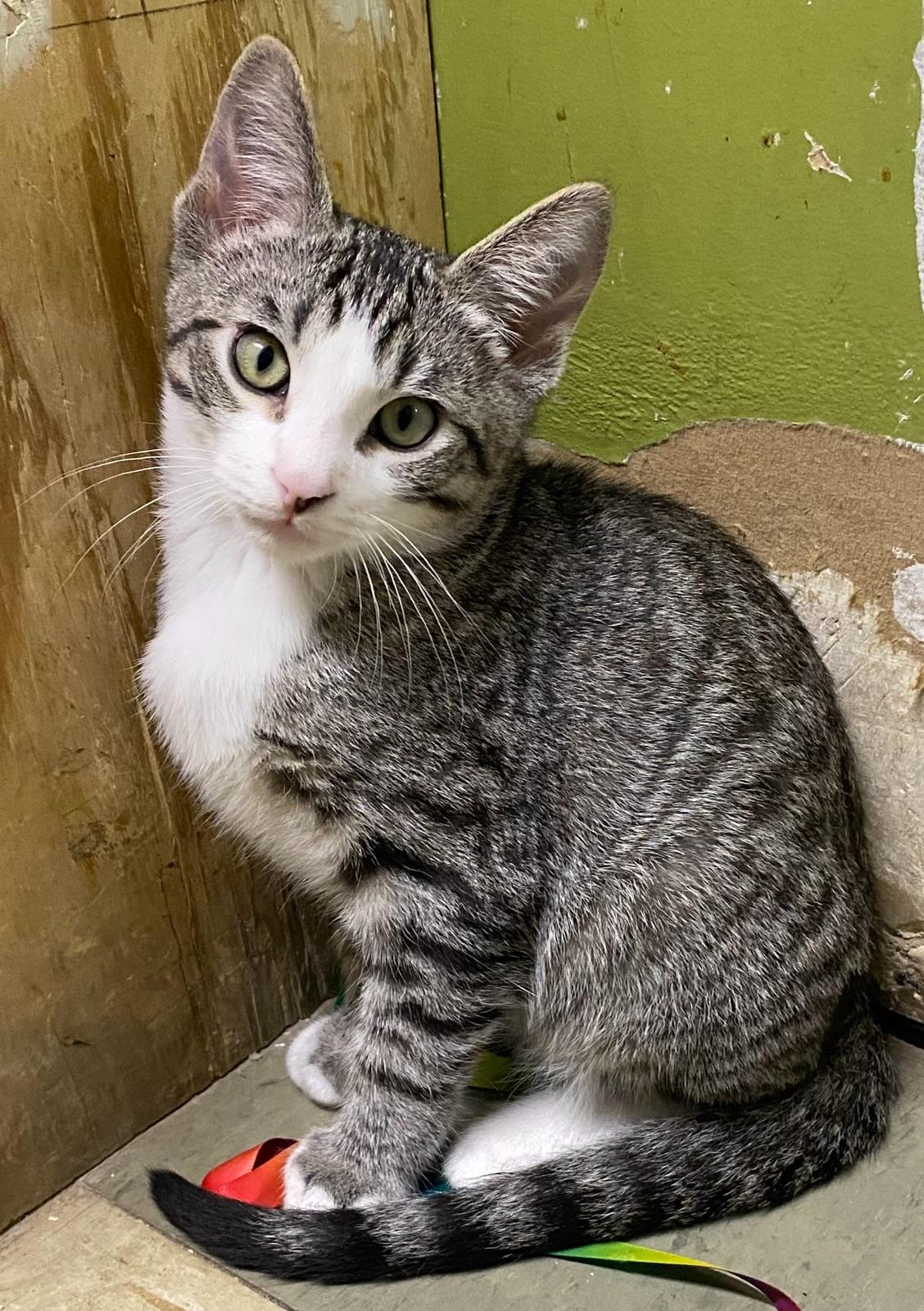 Shohei (very friendly)