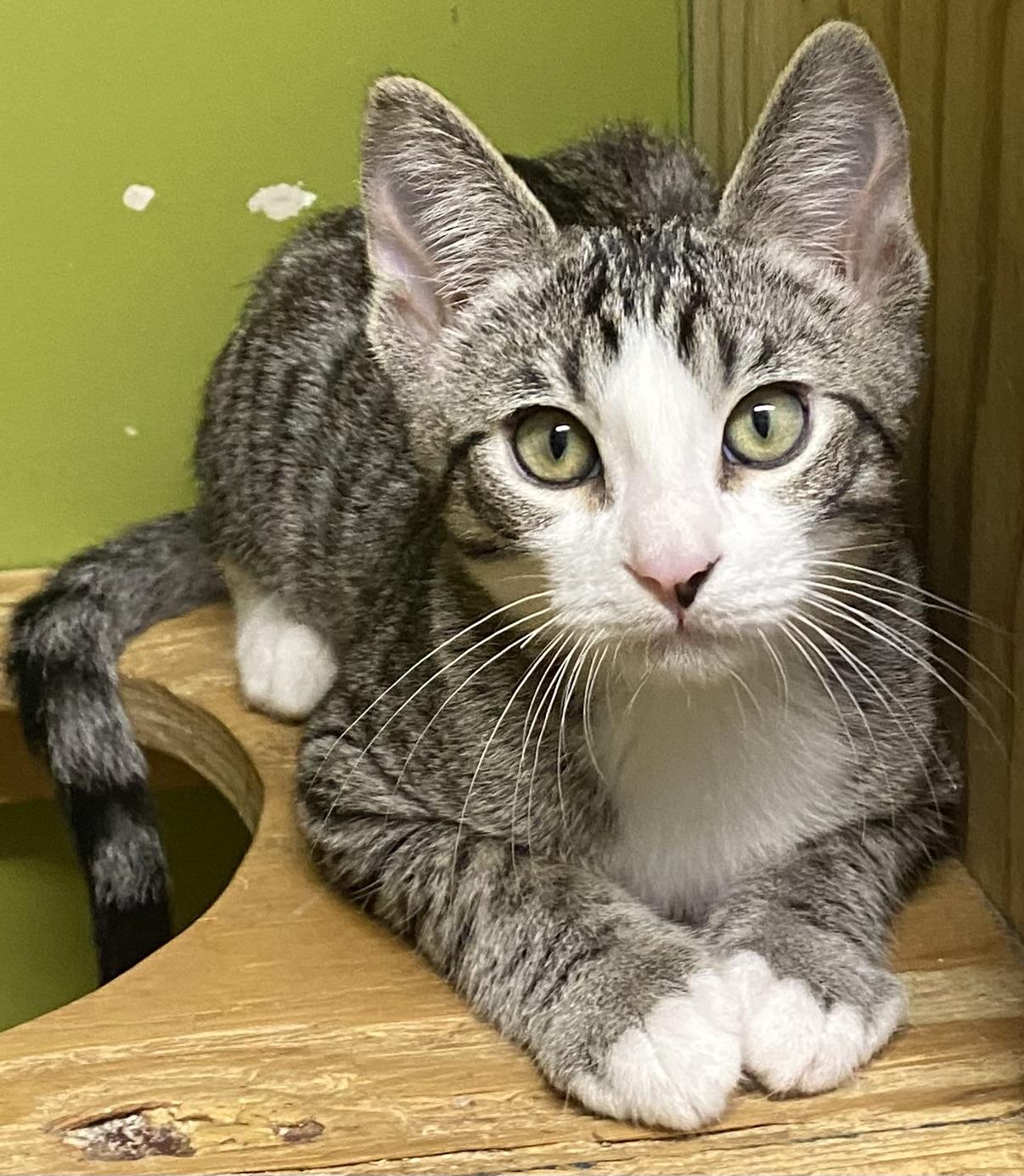 Shohei (very friendly)