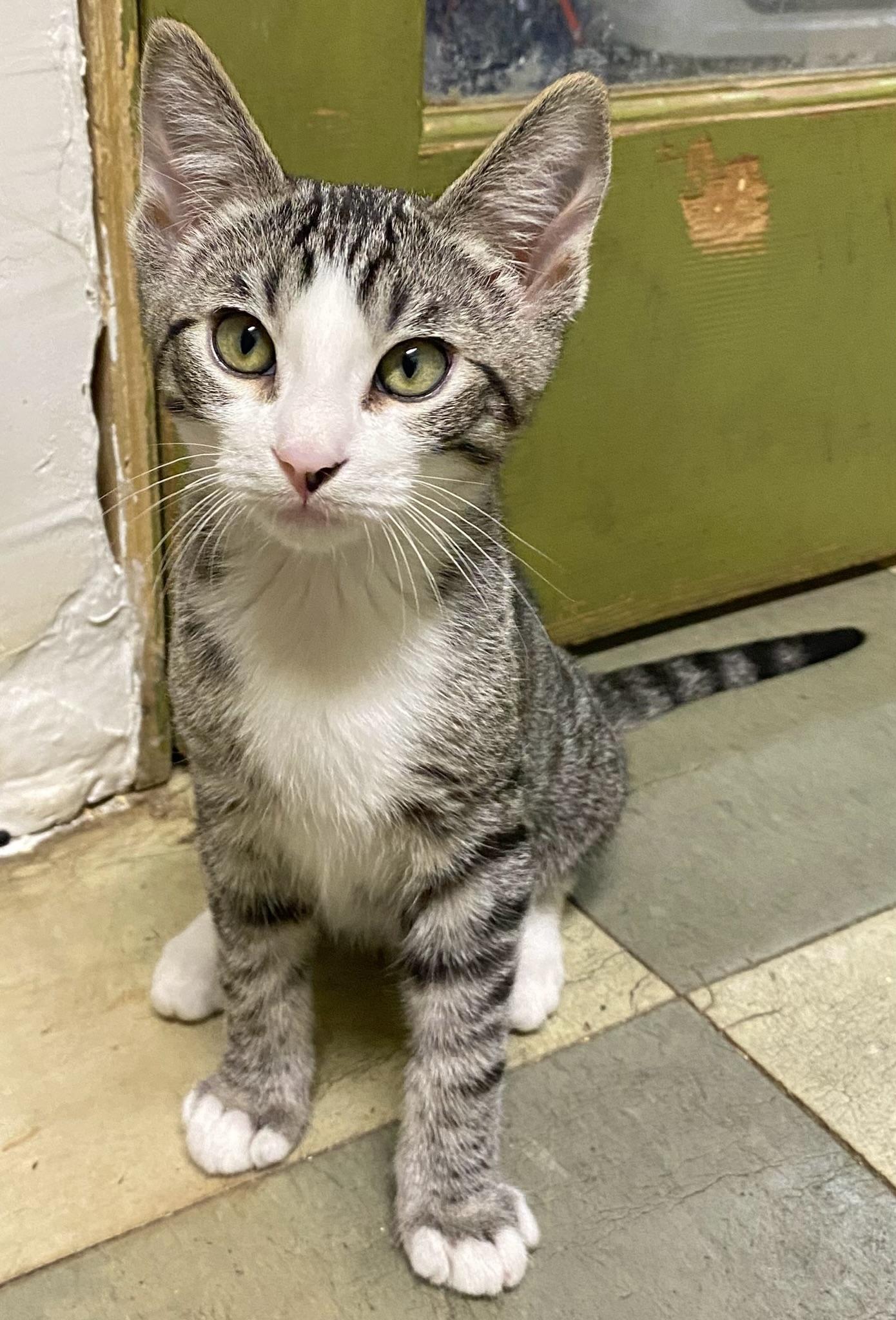 Shohei (very friendly)