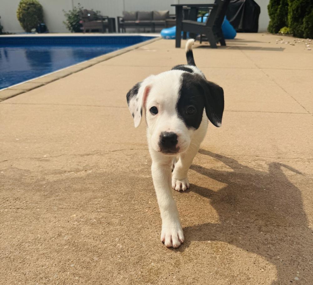 Marshall, Adoptable, Puppy Male Labrador Retriever & Pit Bull Terrier.