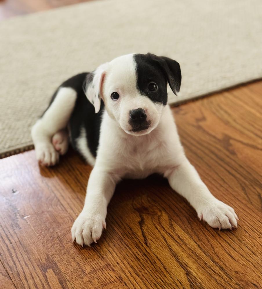 Enlarge Marshall, a Adoptable mixed breed in Greenlawn, NY image 2/6