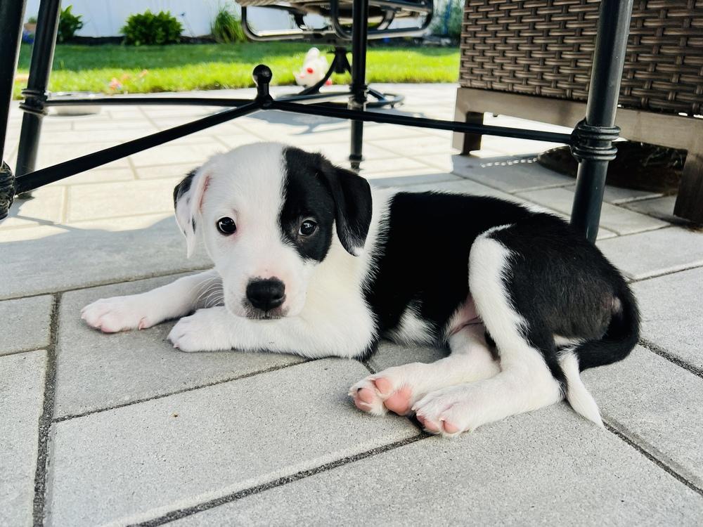 Enlarge Marshall, a Adoptable mixed breed in Greenlawn, NY image 4/6