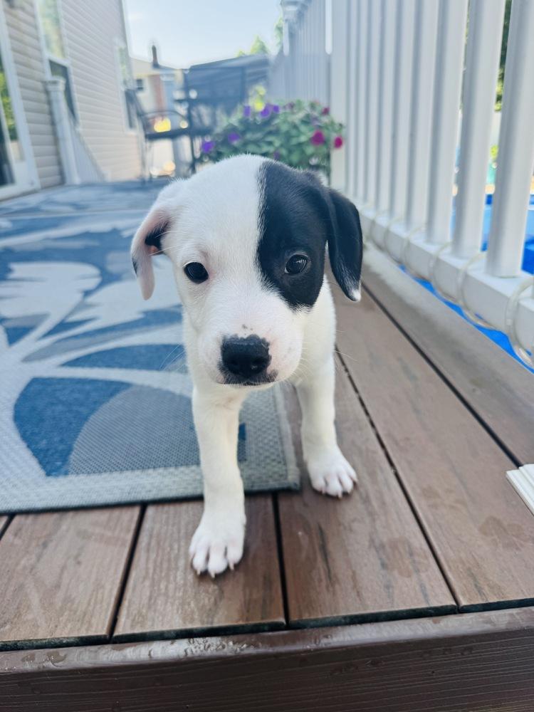 Enlarge Marshall, a Adoptable mixed breed in Greenlawn, NY image 6/6