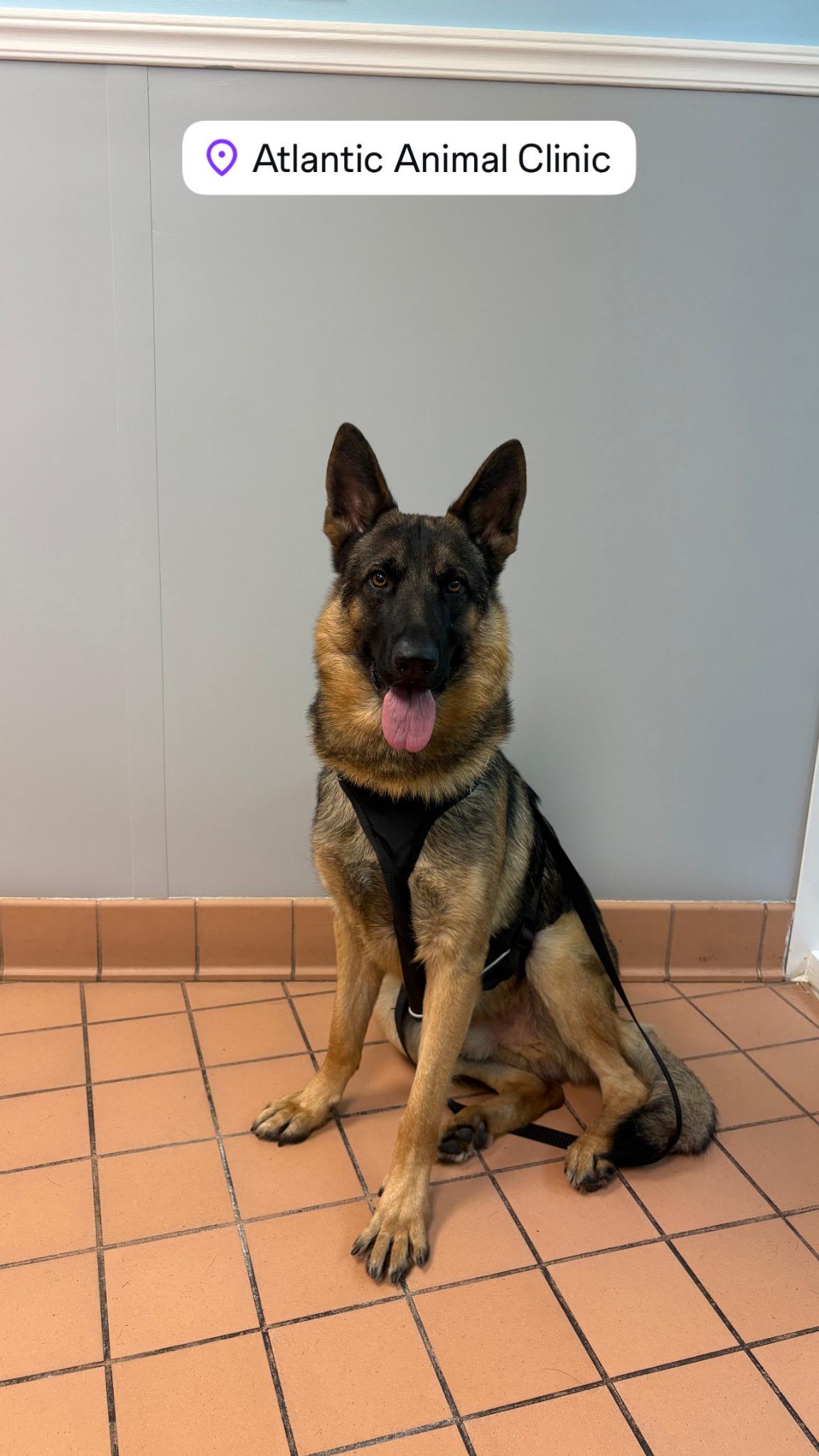 Enlarge Rocky, a ADOPTABLE German Shepherd Dog in Pompano Beach, FL image 2/3