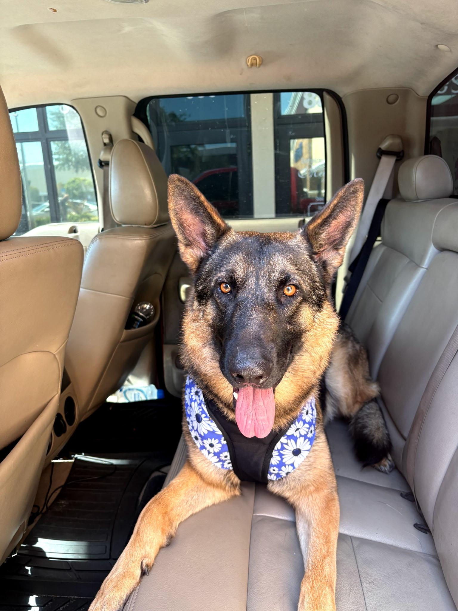 Rocky, ADOPTABLE, Adult Male German Shepherd Dog.
