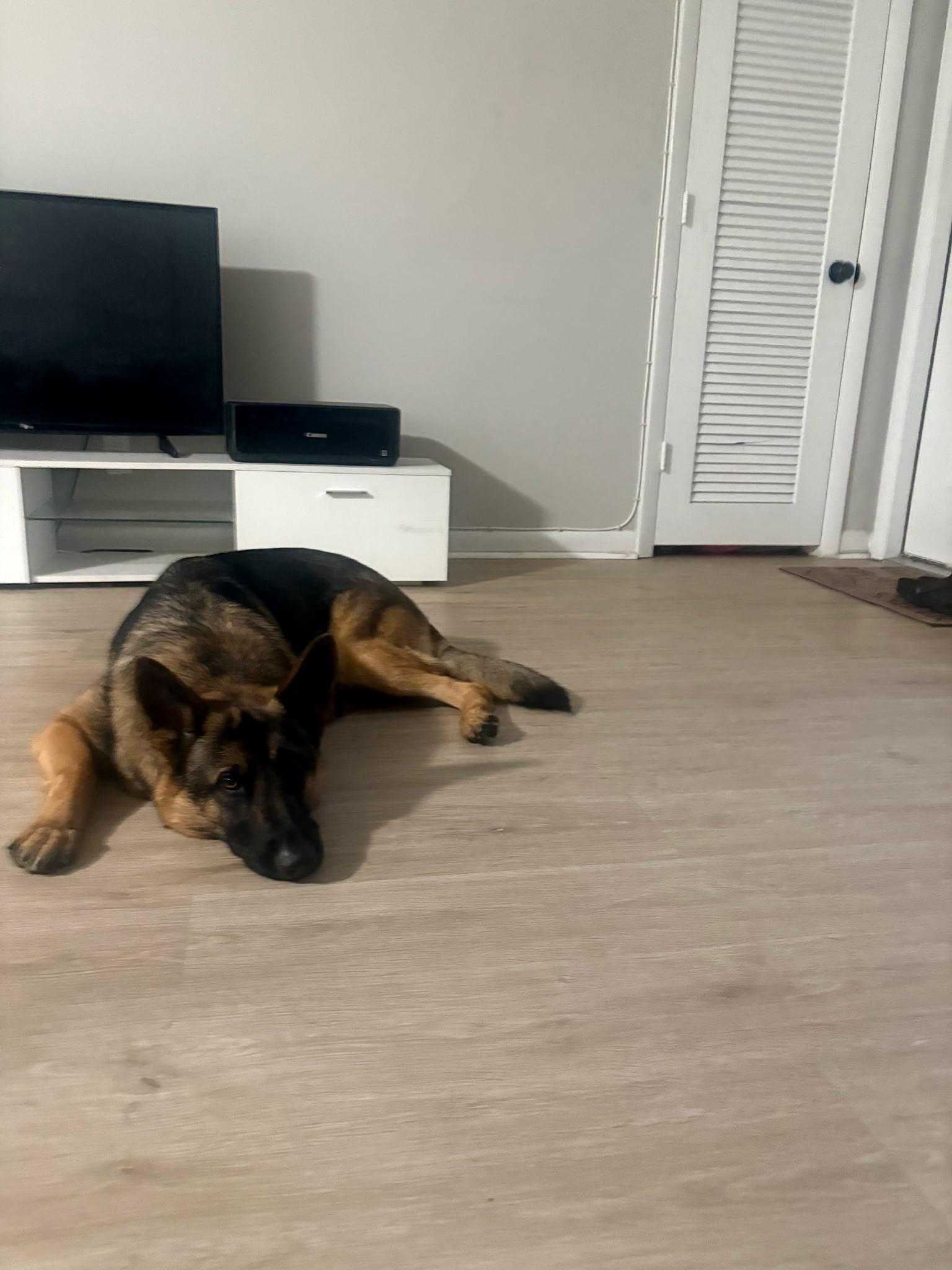 Enlarge Rocky, a ADOPTABLE German Shepherd Dog in Pompano Beach, FL image 3/3