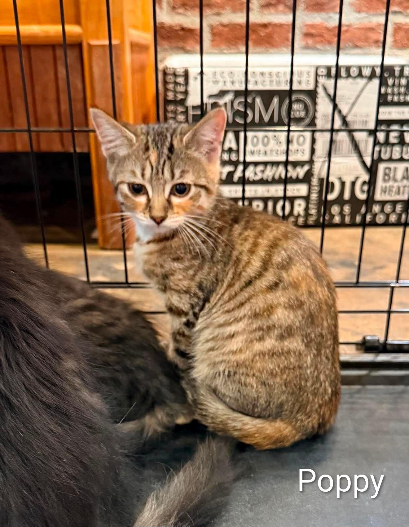 Enlarge Poppy, a Adoptable Domestic Short Hair in Roxboro, NC image 1/3
