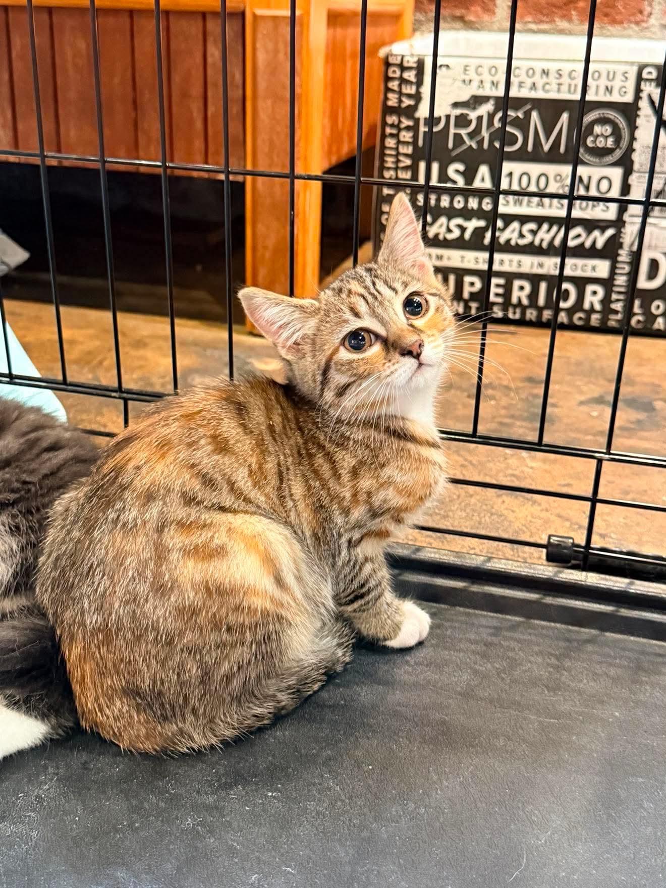 Enlarge Poppy, a Adoptable Domestic Short Hair in Roxboro, NC image 3/3