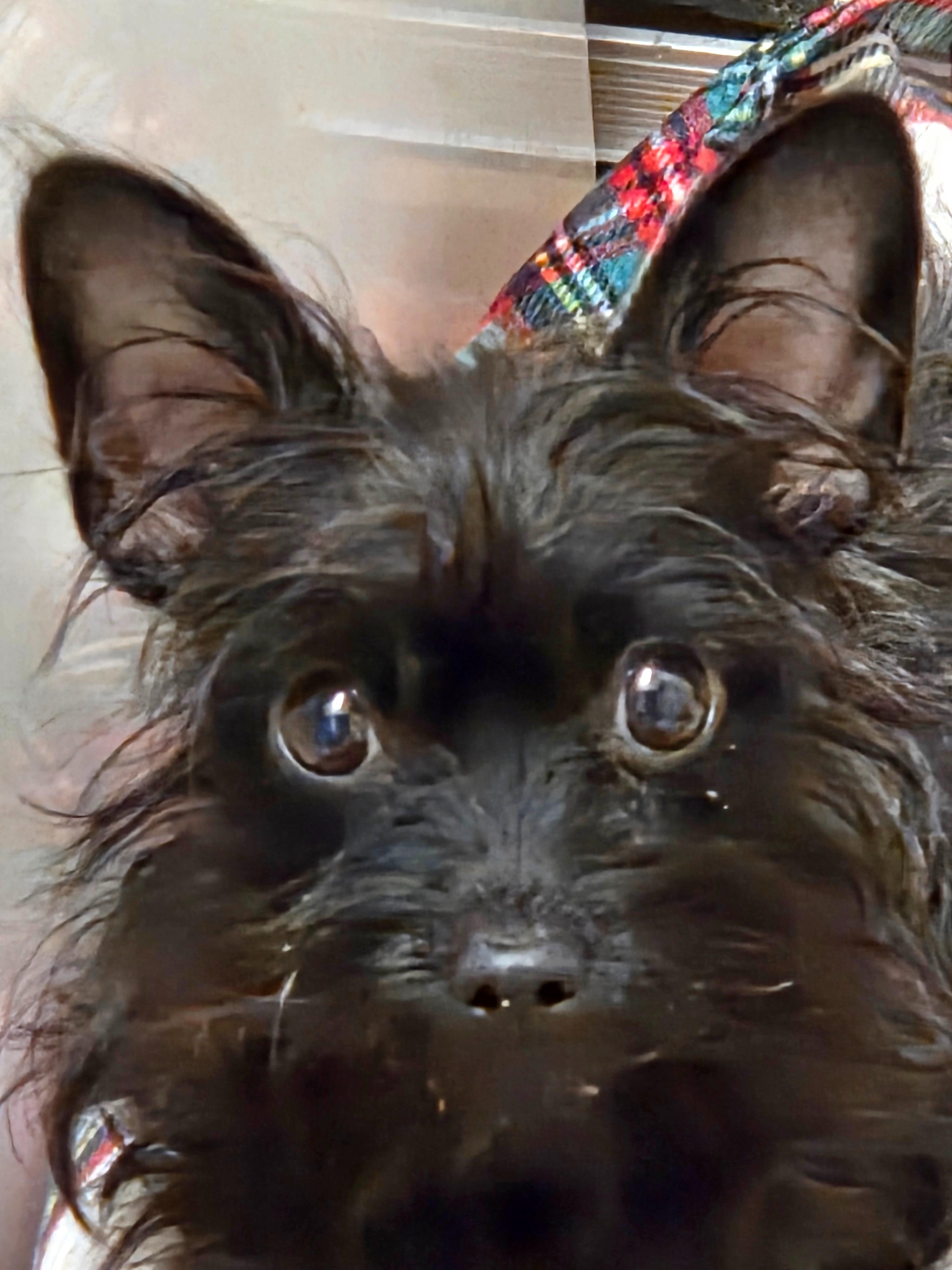 GARLAND, ADOPTABLE, Adult Male Maltese.