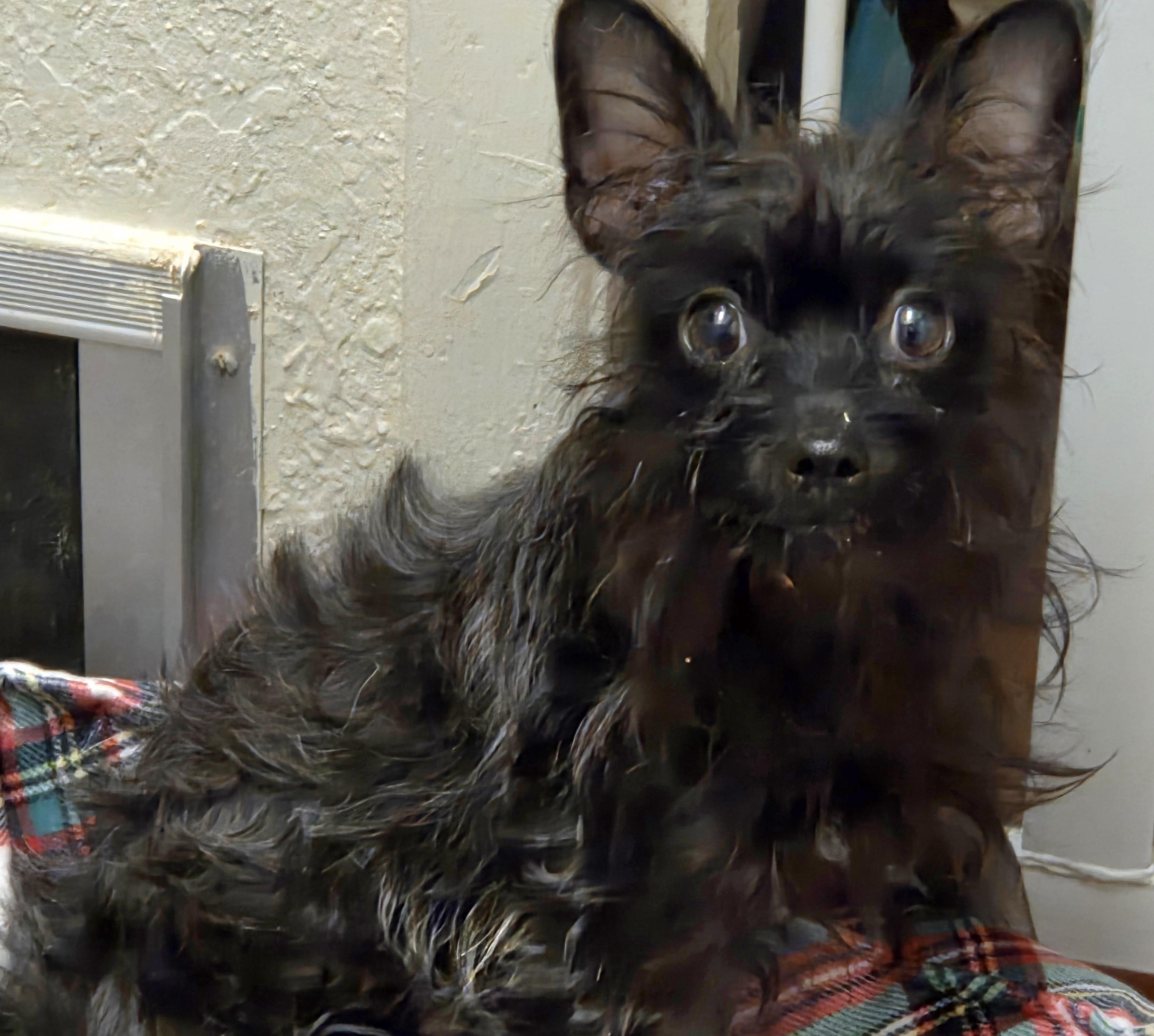 Enlarge GARLAND, a ADOPTABLE mixed breed in Tucson, AZ image 2/3