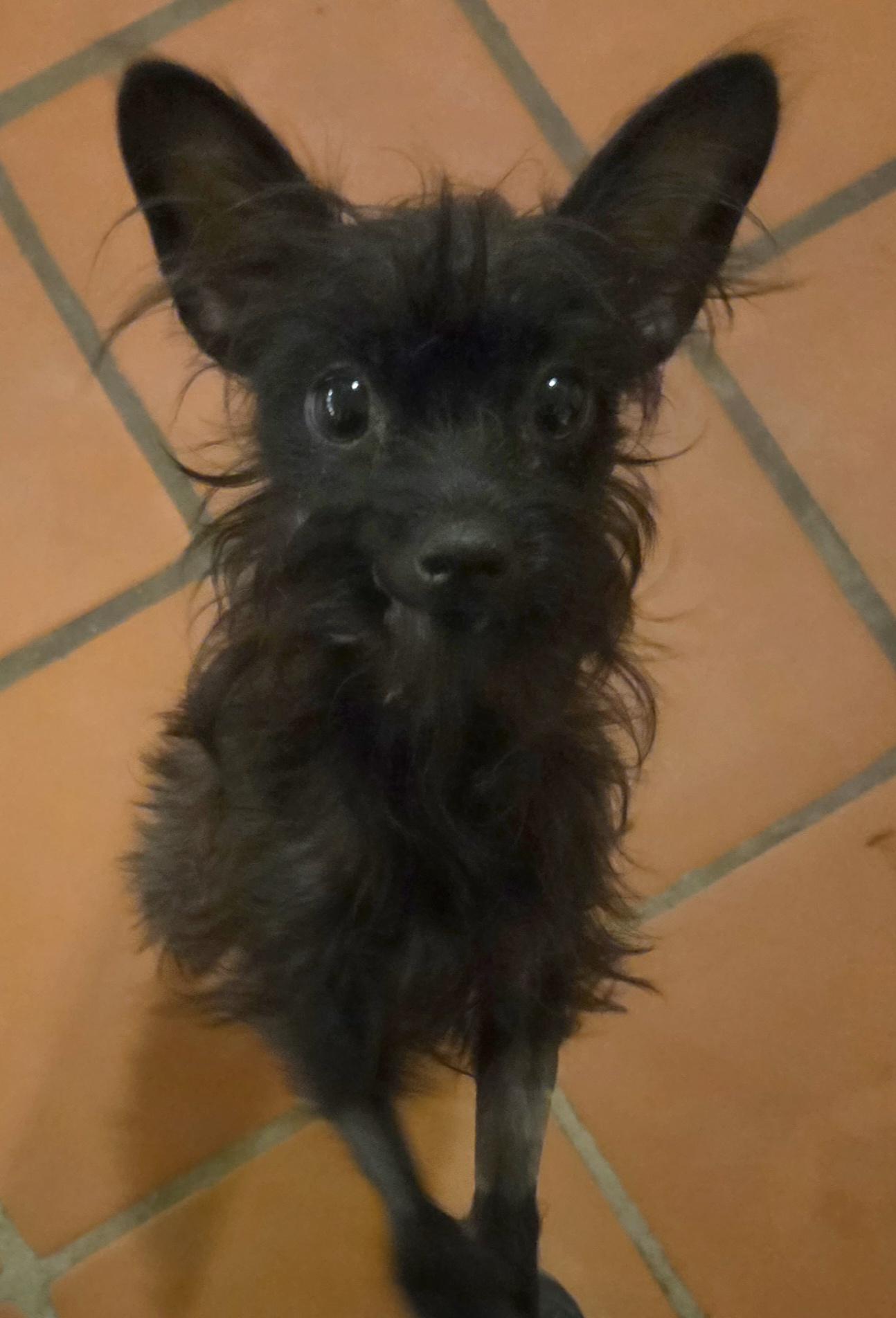 Enlarge GARLAND, a ADOPTABLE mixed breed in Tucson, AZ image 3/3