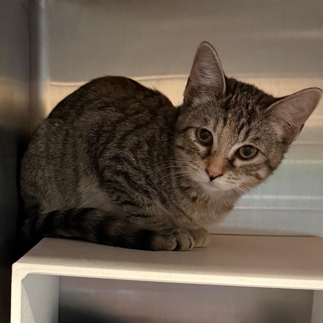 Bitty, Adoptable, Young Female Domestic Short Hair.