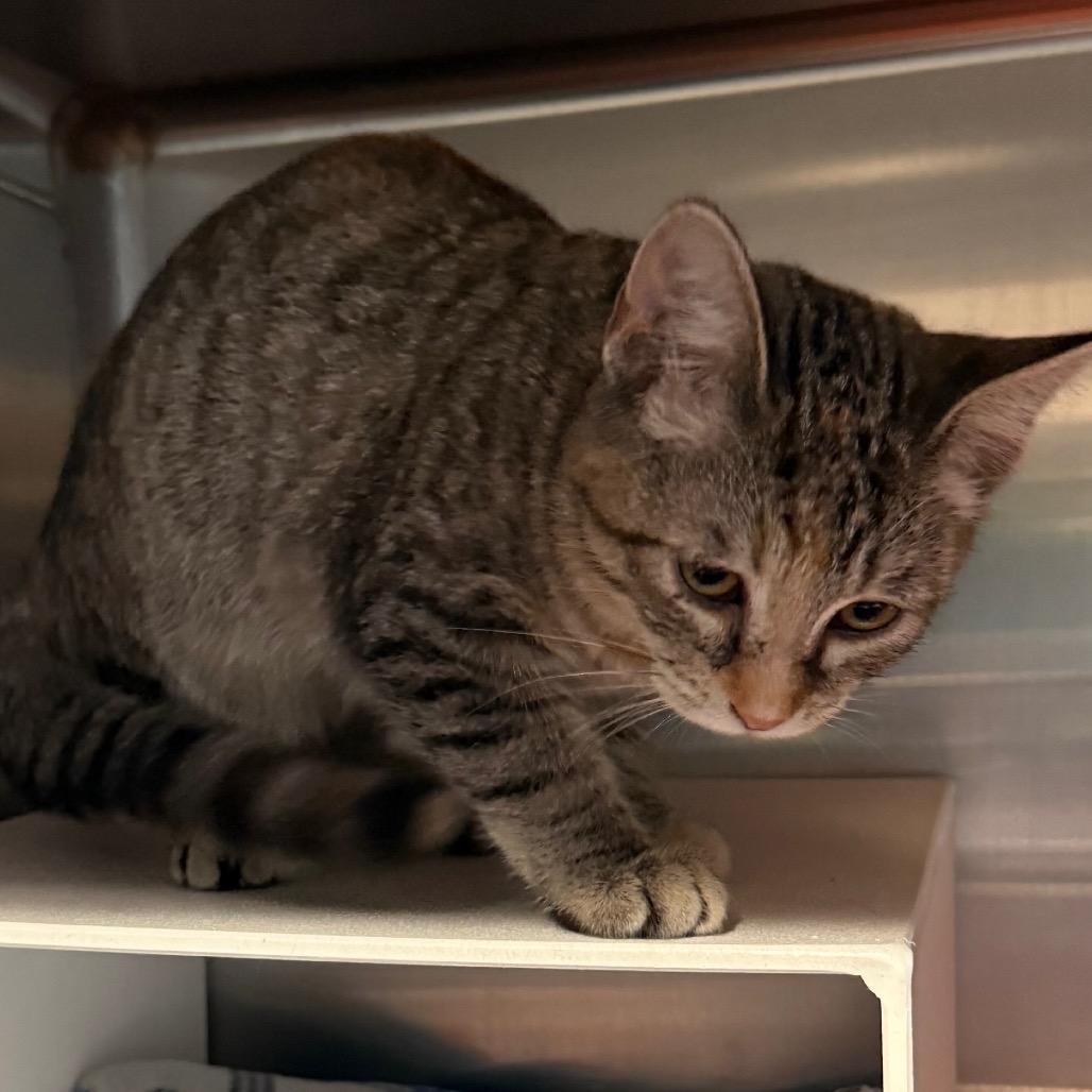 Enlarge Bitty, a Adoptable Domestic Short Hair in Cedaredge, CO image 2/3