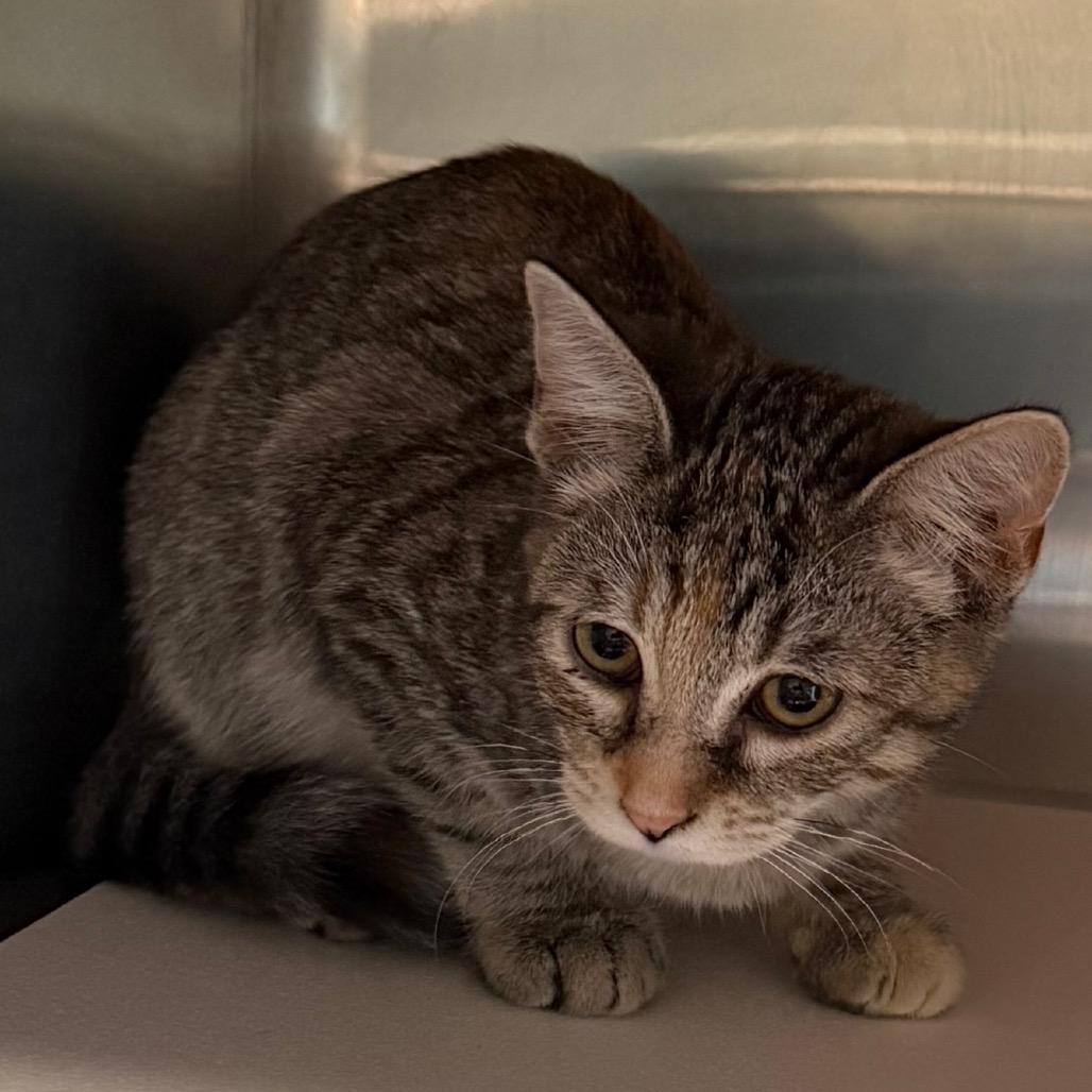 Enlarge Bitty, a Adoptable Domestic Short Hair in Cedaredge, CO image 3/3