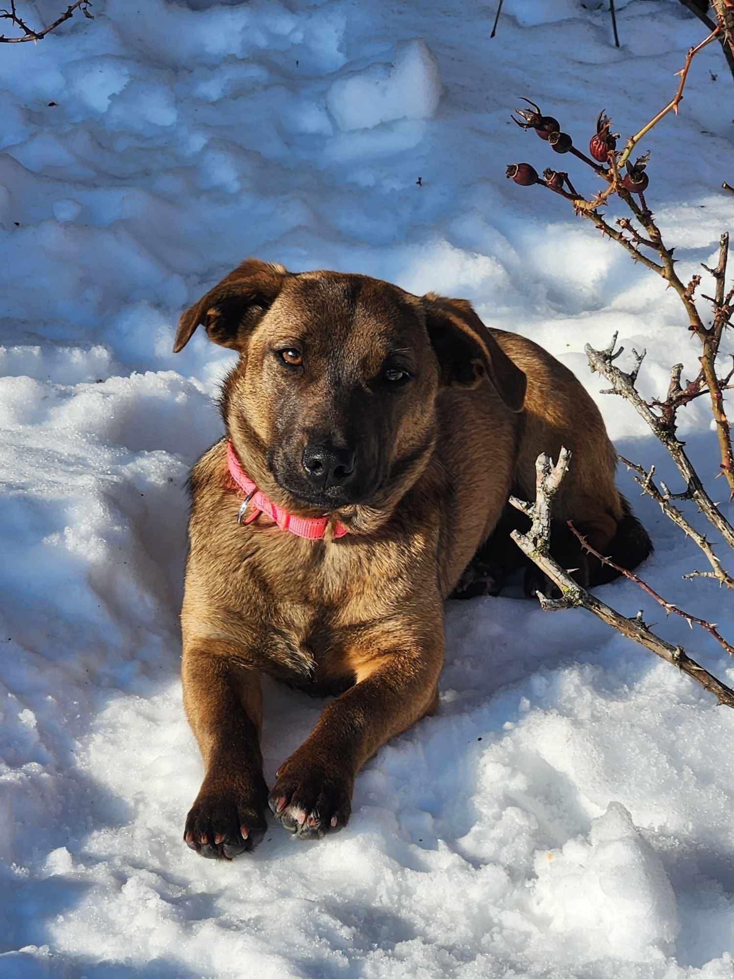 Enlarge Koko, an adopted mixed breed in Highland, NY image 5/6