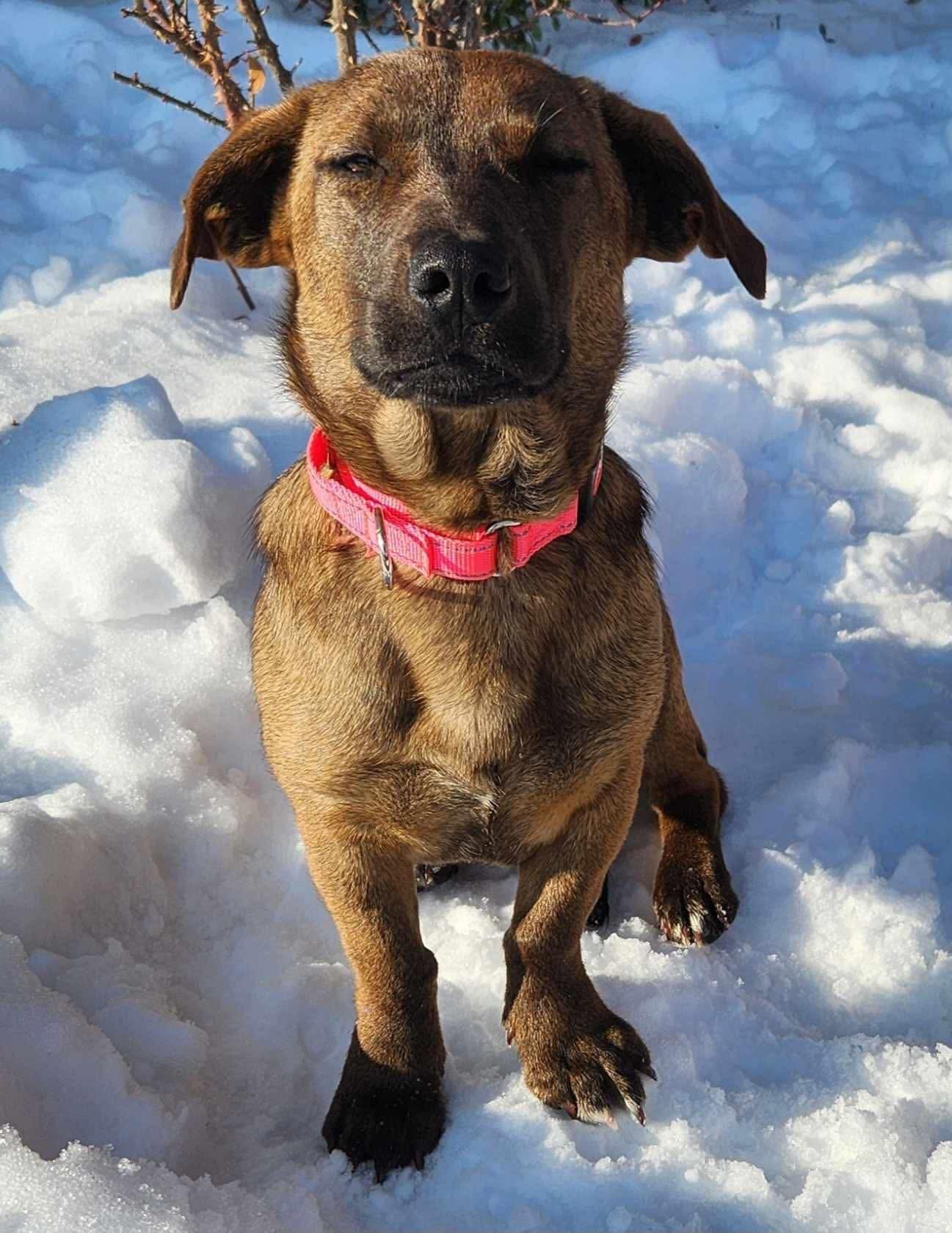 Enlarge Koko, an adopted mixed breed in Highland, NY image 3/6