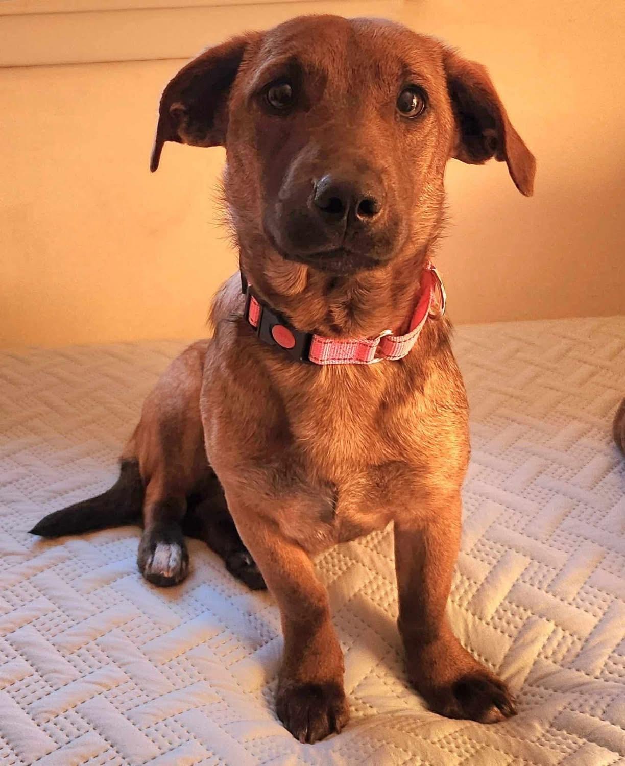 Enlarge Koko, an adopted mixed breed in Highland, NY image 1/6