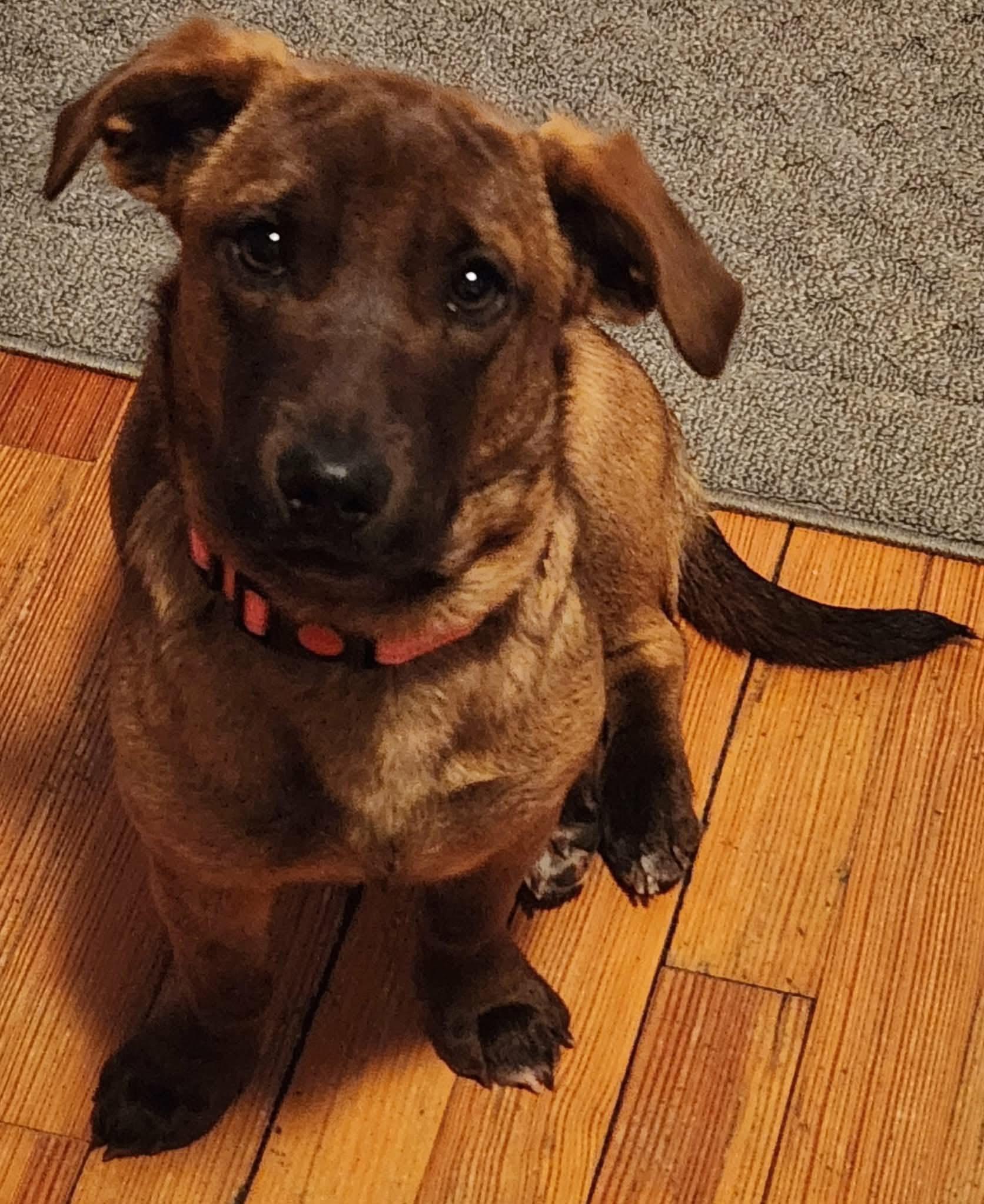 Enlarge Koko, an adopted mixed breed in Highland, NY image 2/6