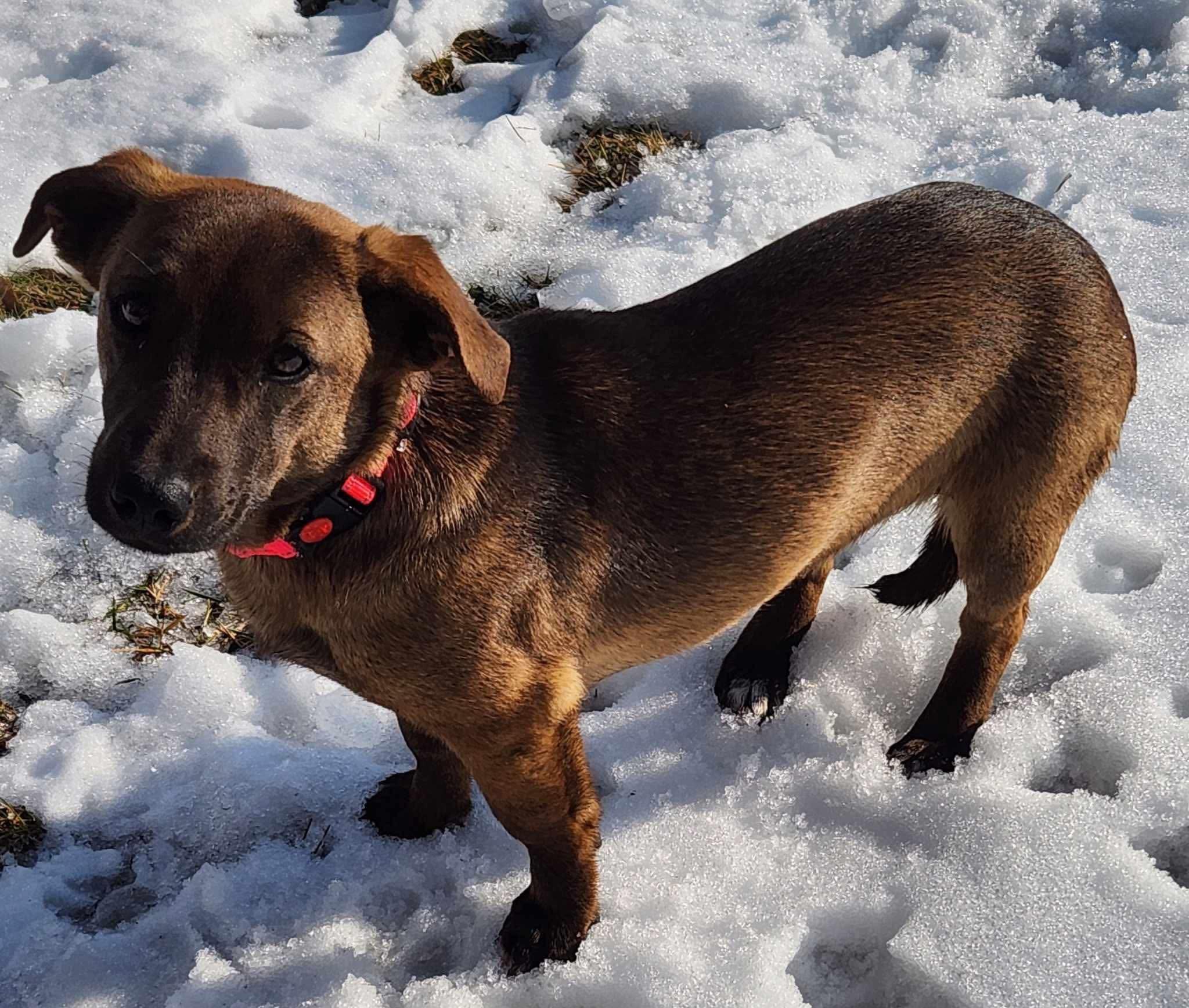 Enlarge Koko, an adopted mixed breed in Highland, NY image 6/6