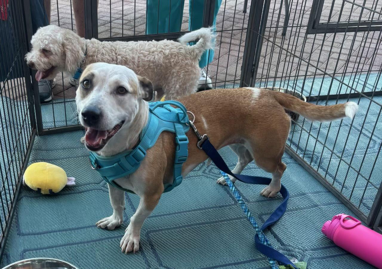 Sabrina, Adoptable, Adult Female Basset Hound.