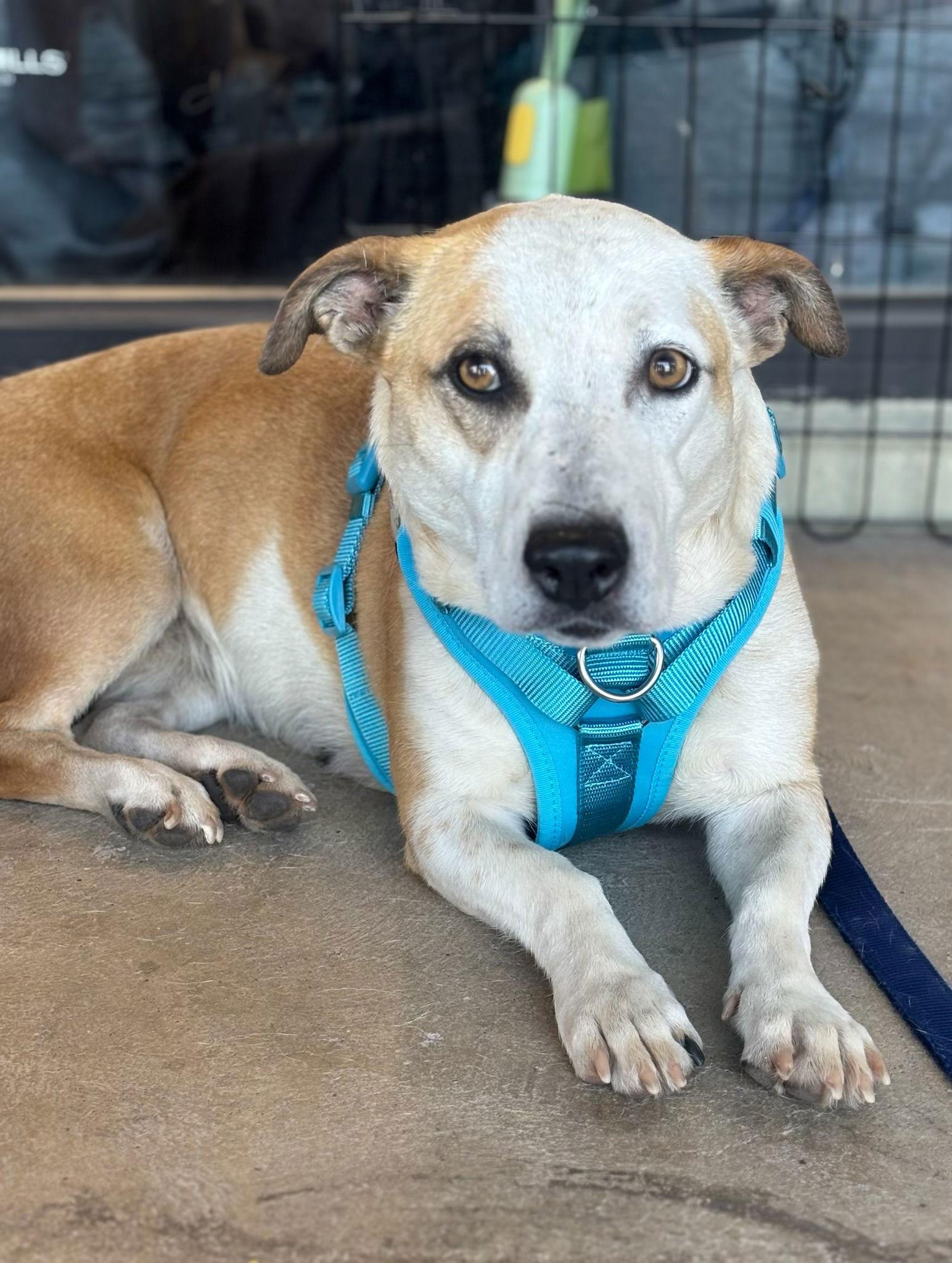 Enlarge Sabrina, a Adoptable Basset Hound in Glendale, AZ image 2/3