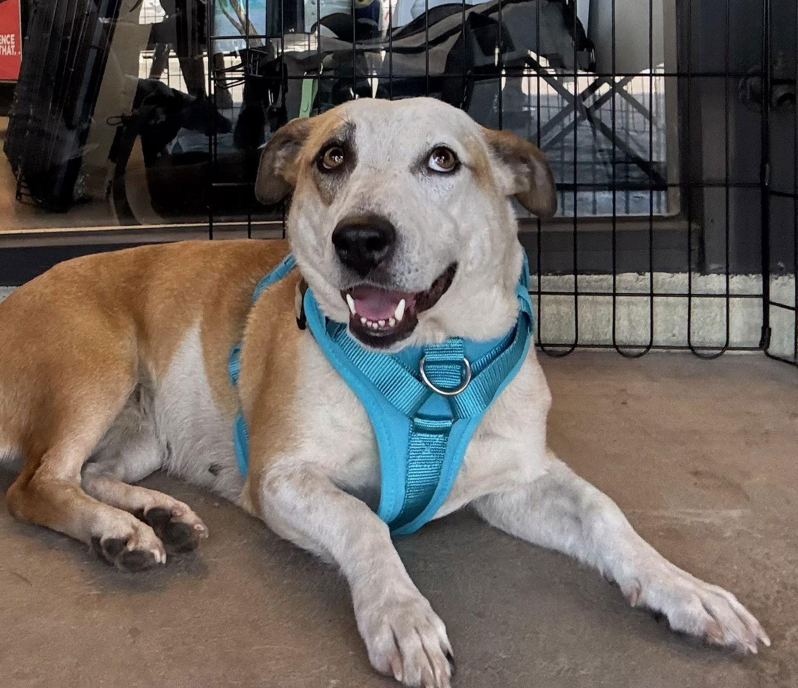 Enlarge Sabrina, a Adoptable Basset Hound in Glendale, AZ image 3/3