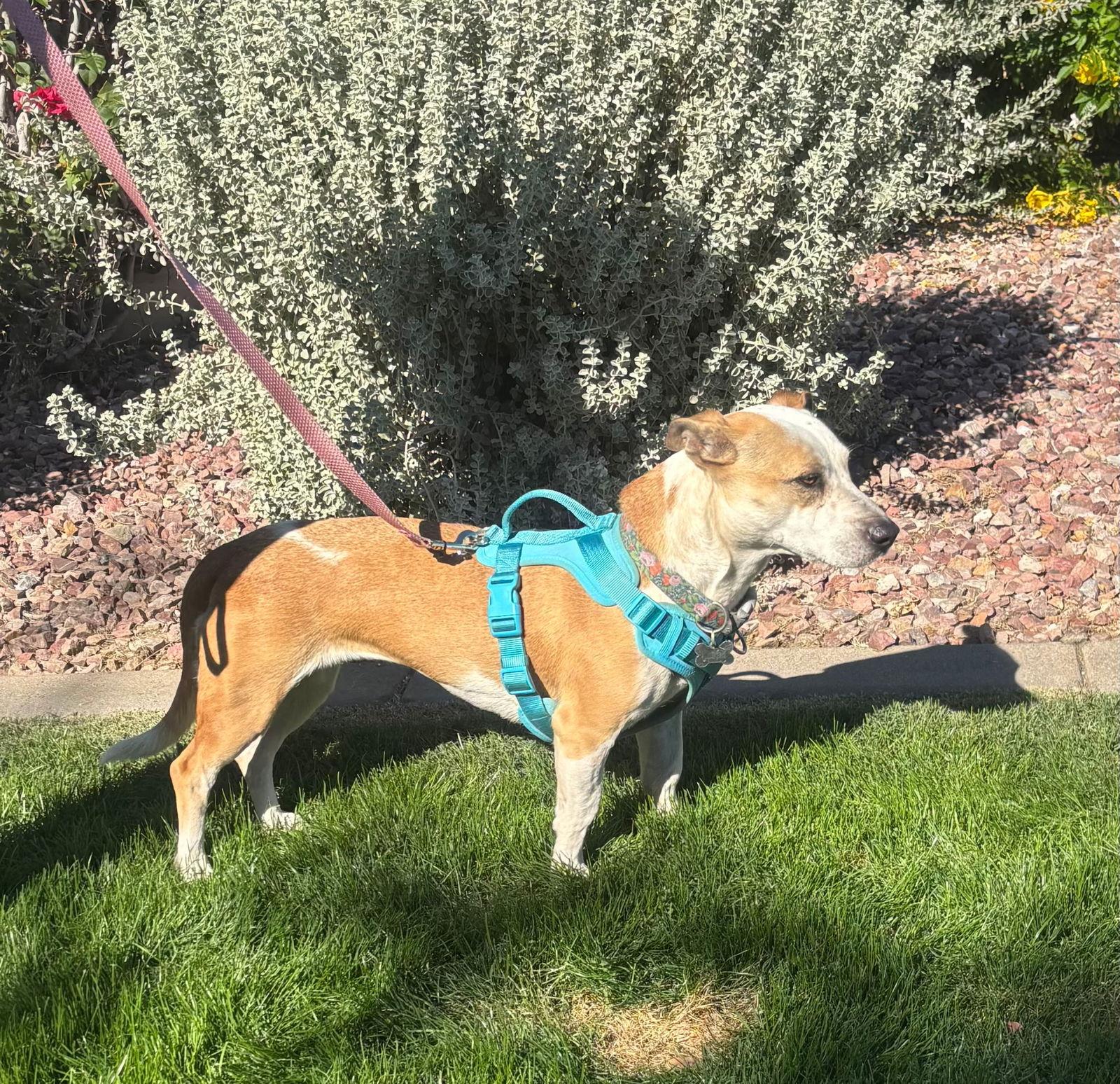 Sabrina, Adoptable, Adult Female Basset Hound.