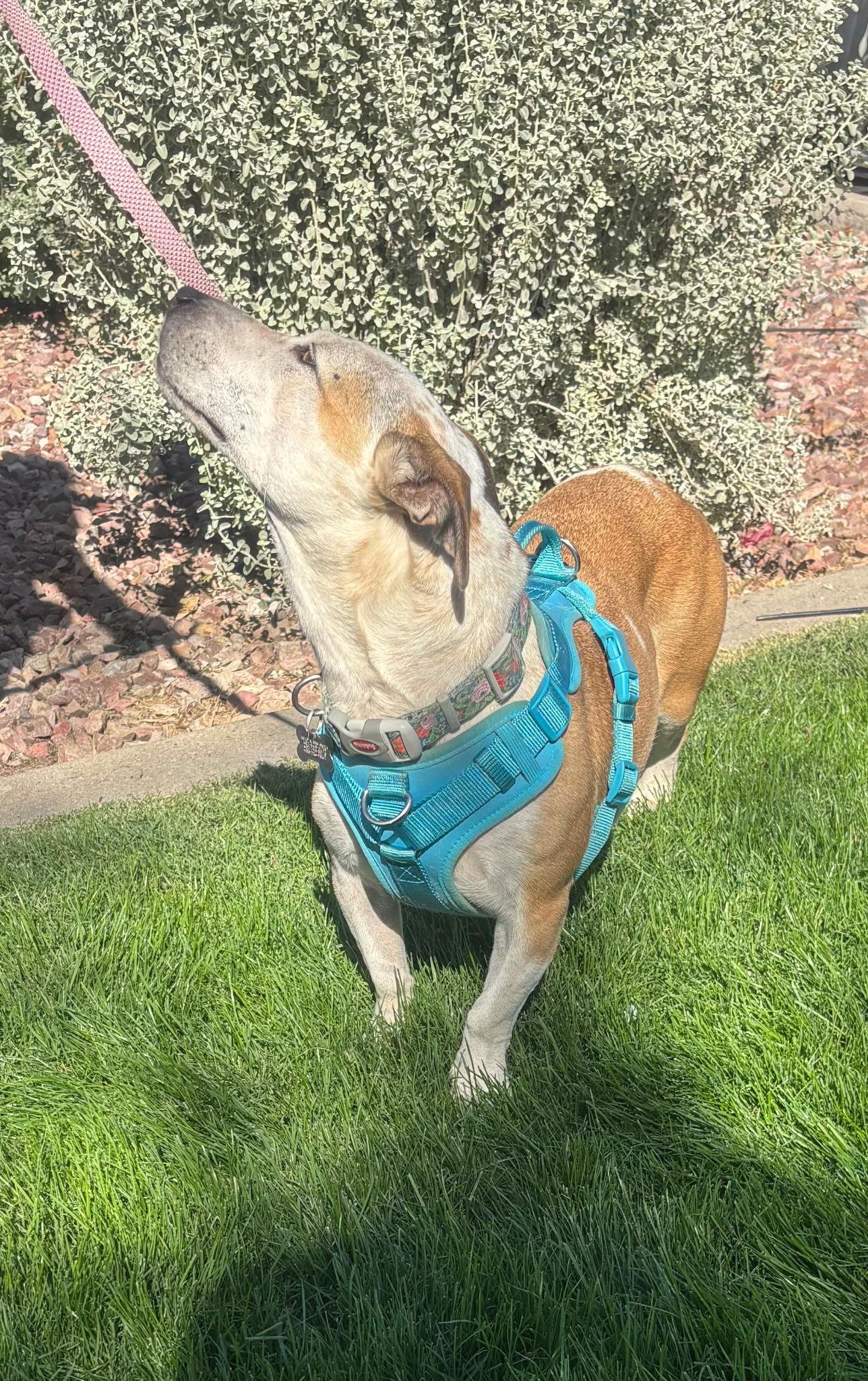 Enlarge Sabrina, a Adoptable Basset Hound in Glendale, AZ image 2/3