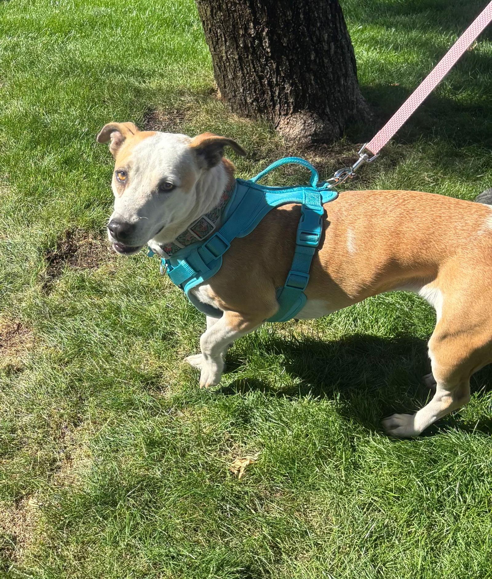 Enlarge Sabrina, a Adoptable Basset Hound in Glendale, AZ image 3/3