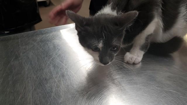 BLACK MUSTARD, Adoptable, Young Female Domestic Short Hair.
