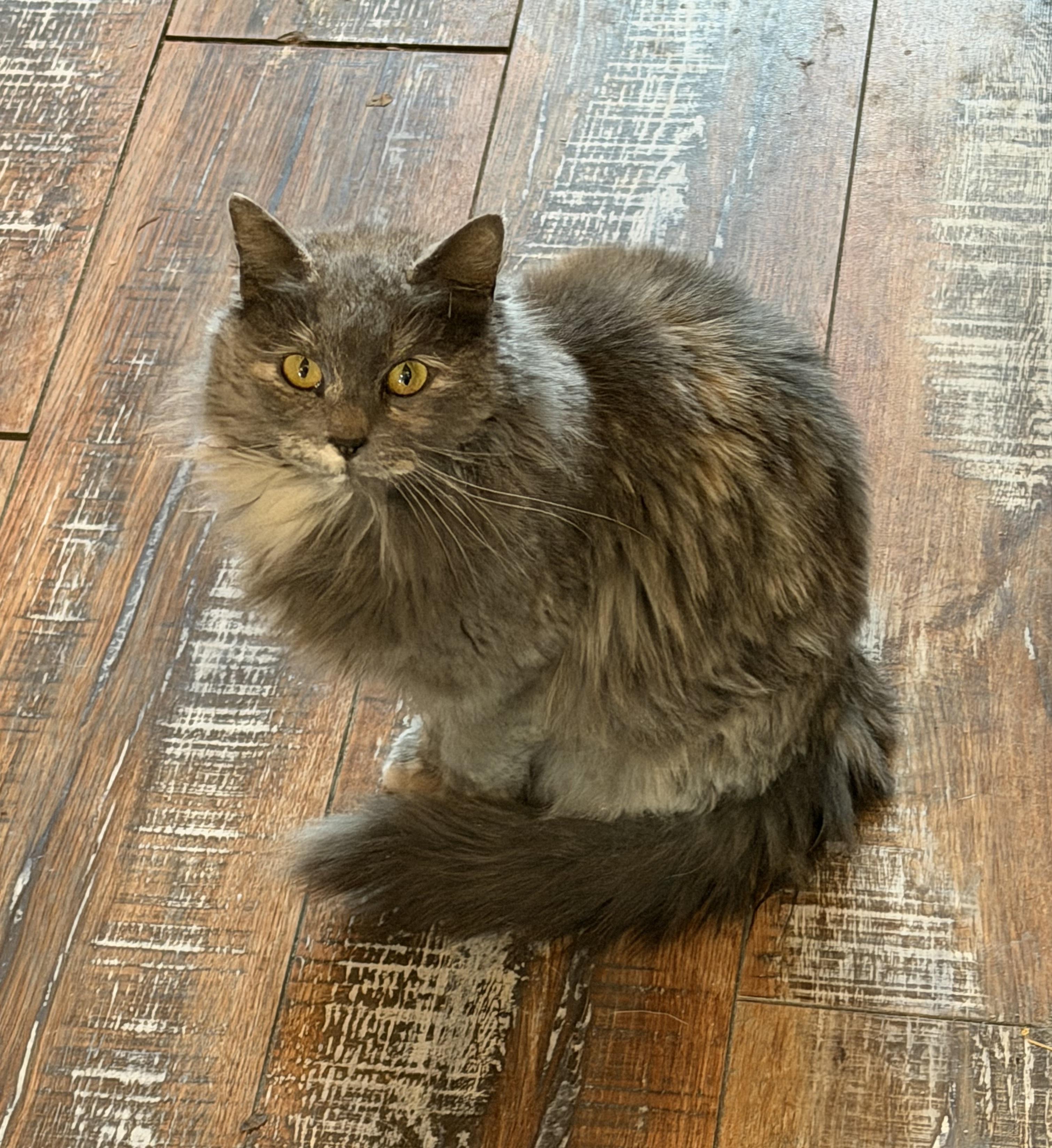 Enlarge RAPUNZEL, an adopted mixed breed in Churchville, PA image 1/1