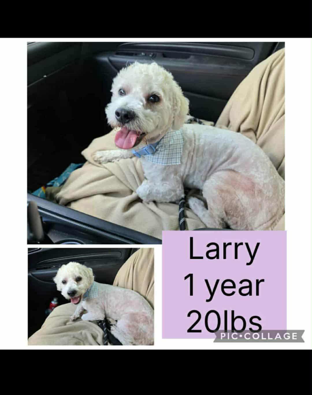 Little  Larry