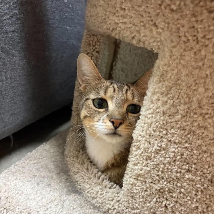 Sally, Adopted, Young Female Domestic Short Hair.