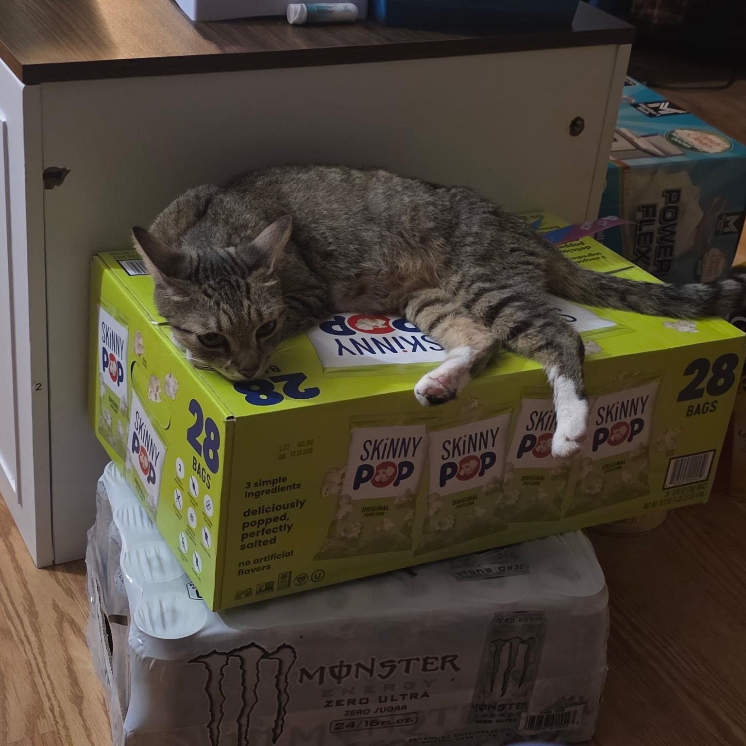 Enlarge Sally, a Adopted Domestic Short Hair in Bellmawr, NJ image 5/6