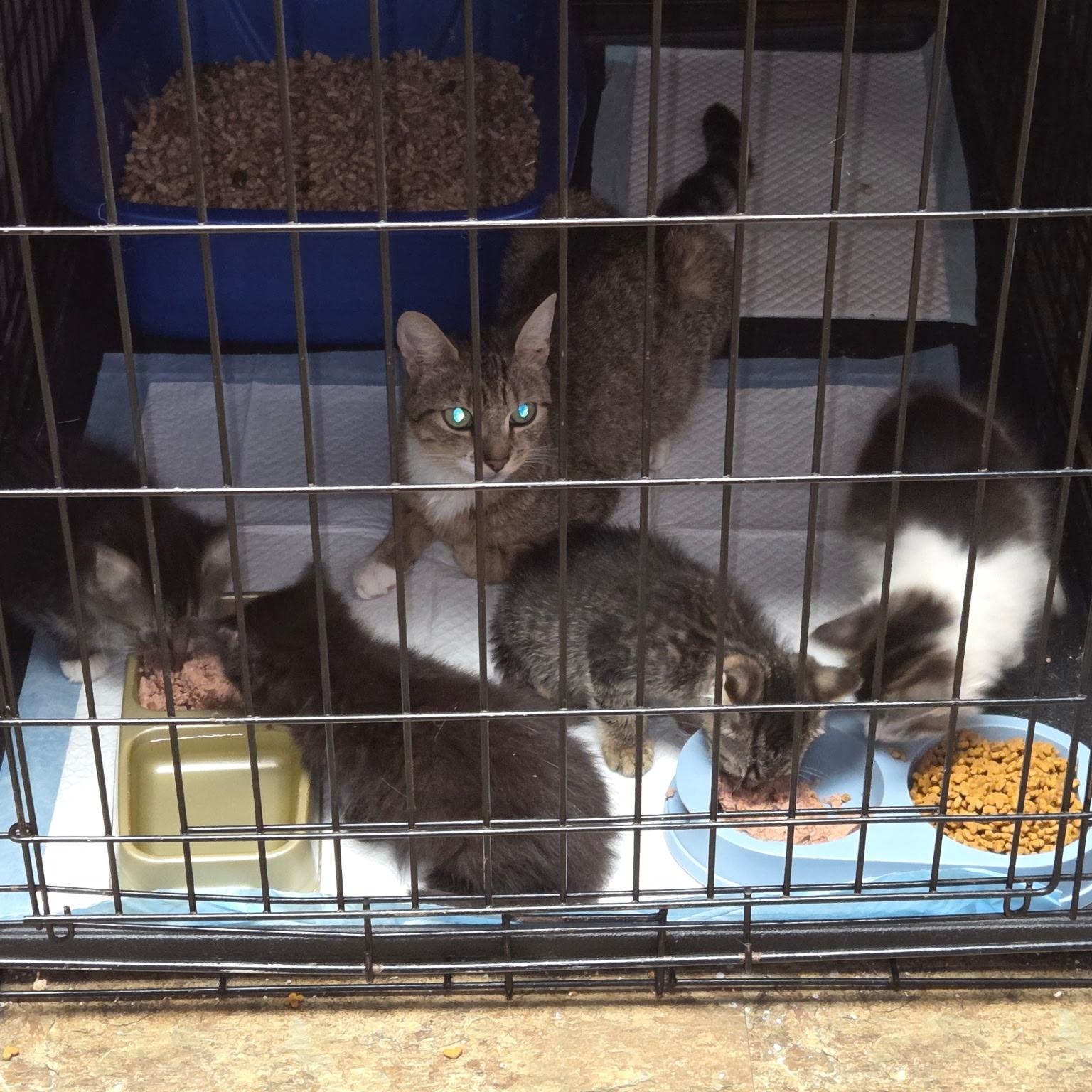 Enlarge Sally, a Adopted Domestic Short Hair in Bellmawr, NJ image 6/6