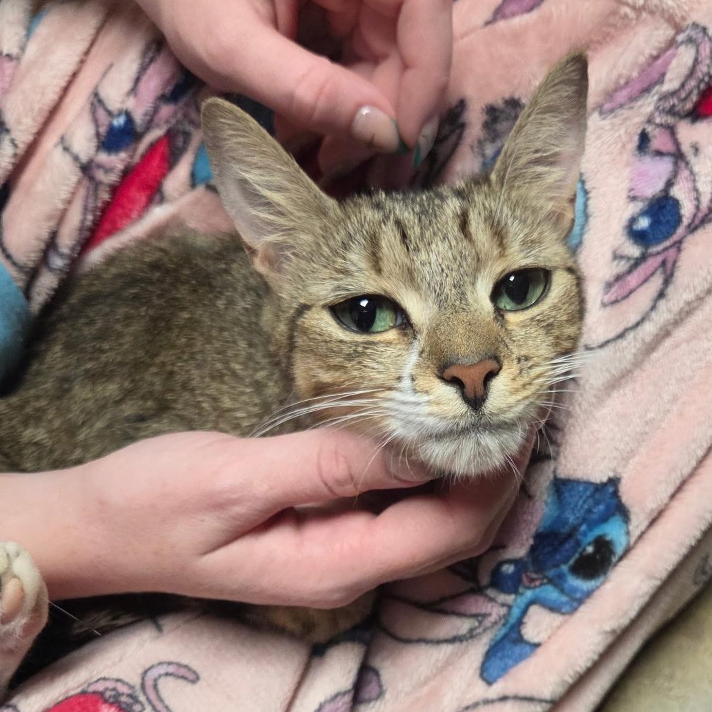 Enlarge Sally, a Adopted Domestic Short Hair in Bellmawr, NJ image 3/6