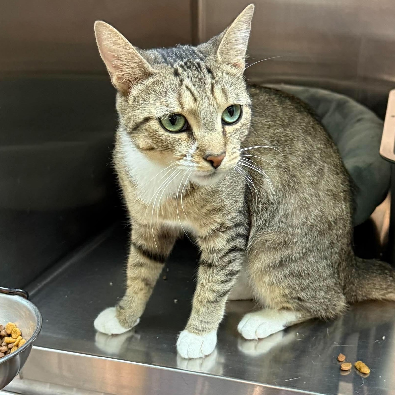 Enlarge Sally, a Adopted Domestic Short Hair in Bellmawr, NJ image 2/6