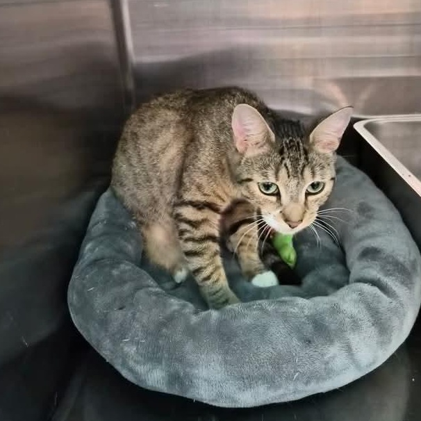 Enlarge Sally, a Adopted Domestic Short Hair in Bellmawr, NJ image 4/6
