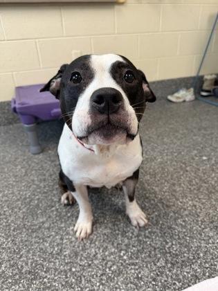 Enlarge Storm, a Adoptable mixed breed in Westland, MI image 2/2