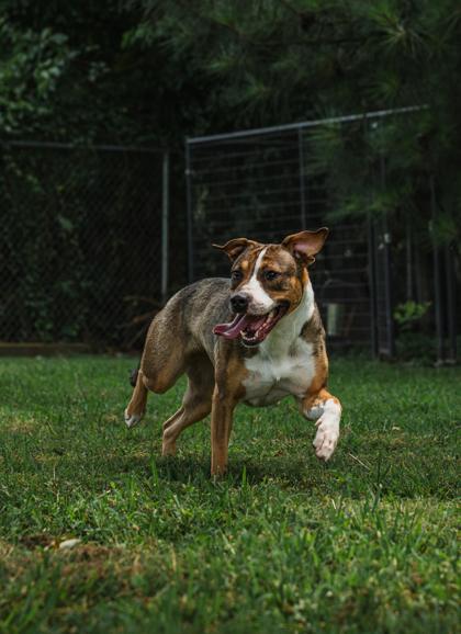 Enlarge Freda (HW+), a Adoptable mixed breed in Paducah, KY image 2/3