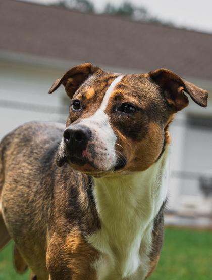 Enlarge Freda (HW+), a Adoptable mixed breed in Paducah, KY image 3/3