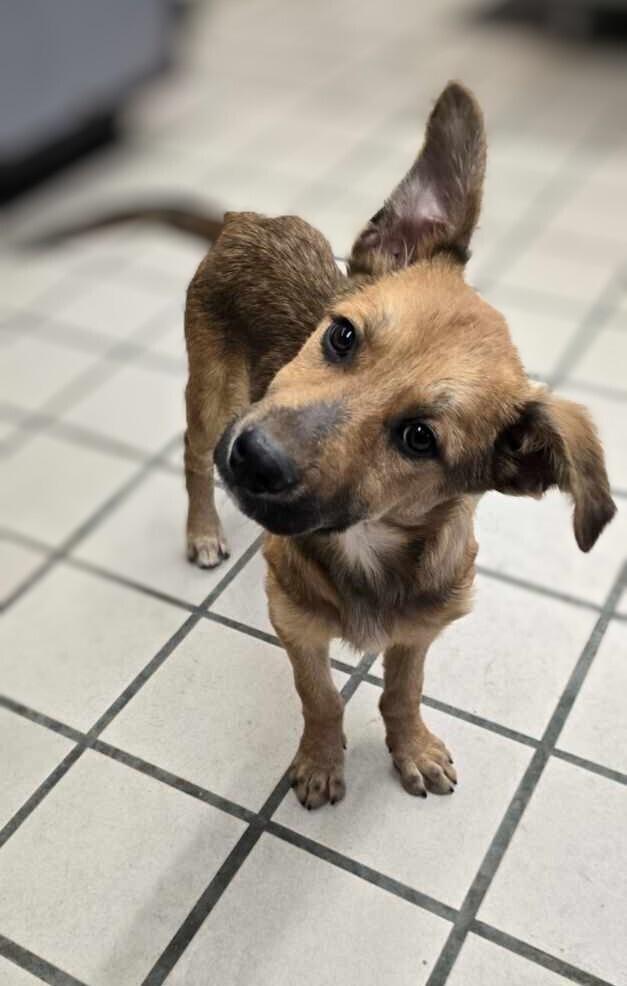 Lightening, Adoptable, Puppy Male Shepherd & Retriever.