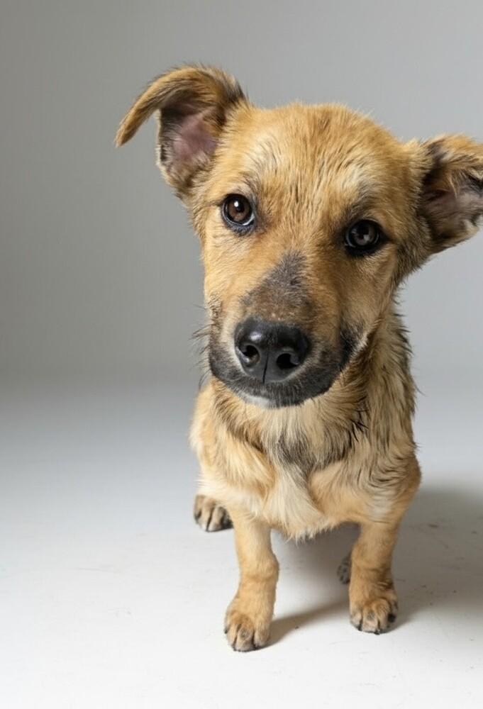 Lightening, a Adoptable mixed breed in Evergreen, CO image 2/4
