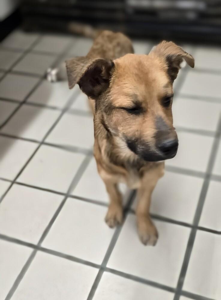 Lightening, a Adoptable mixed breed in Evergreen, CO image 3/4