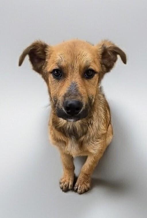Lightening, a Adoptable mixed breed in Evergreen, CO image 4/4