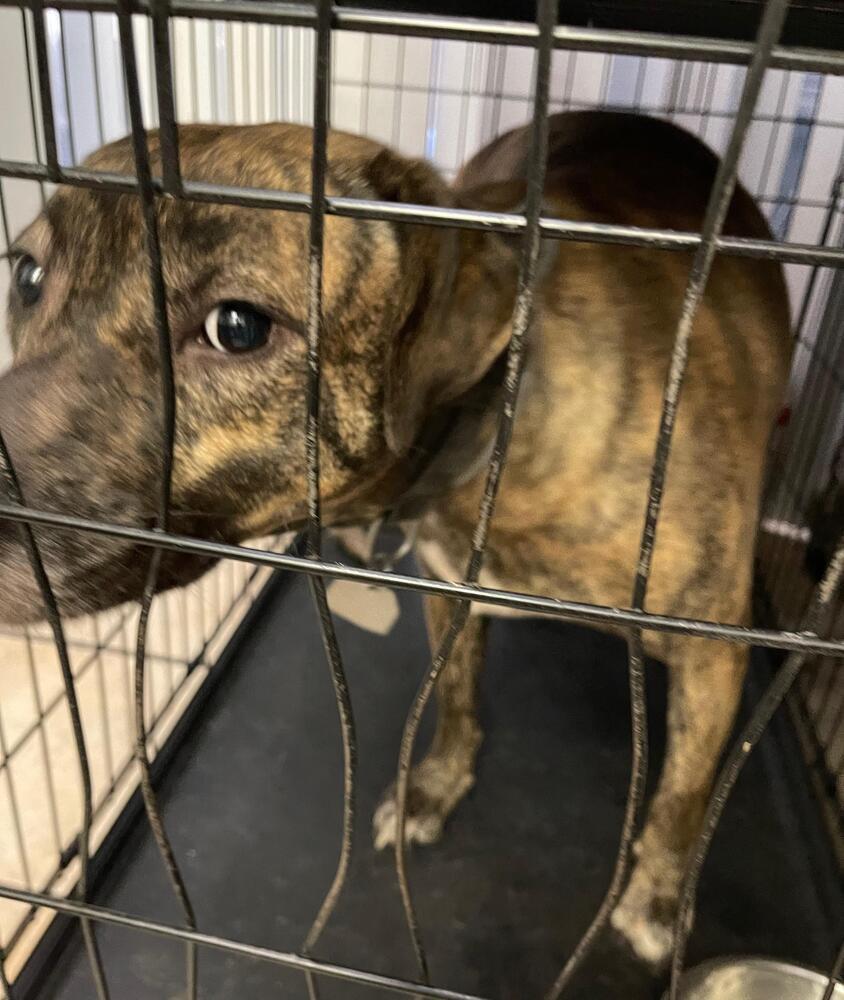 Coco & Julia, Adoptable, Young Female Pit Bull Terrier.