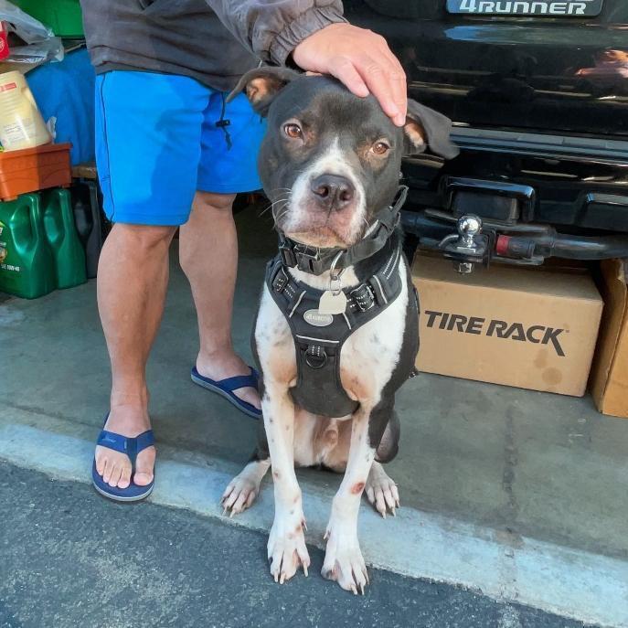 Enlarge Coco & Julia, a Adoptable Pit Bull Terrier in Redlands, CA image 2/2
